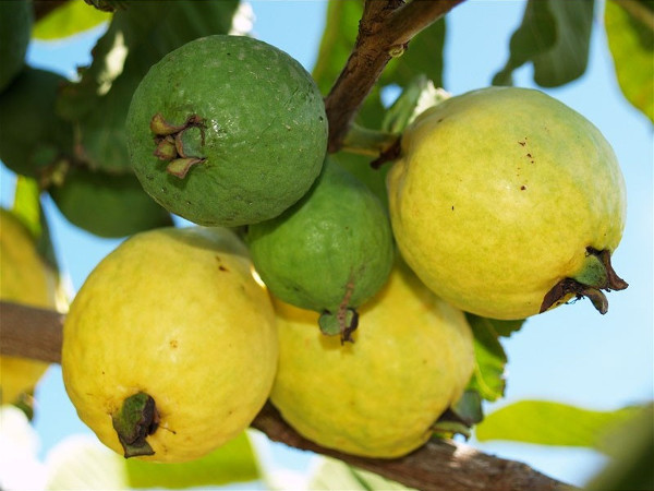 Propiedades de la guayaba