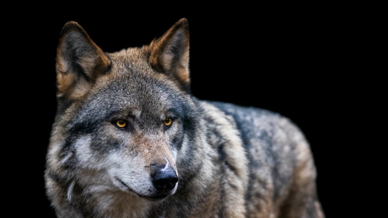 Soñar con lobos. Significado, interpretaciones y más