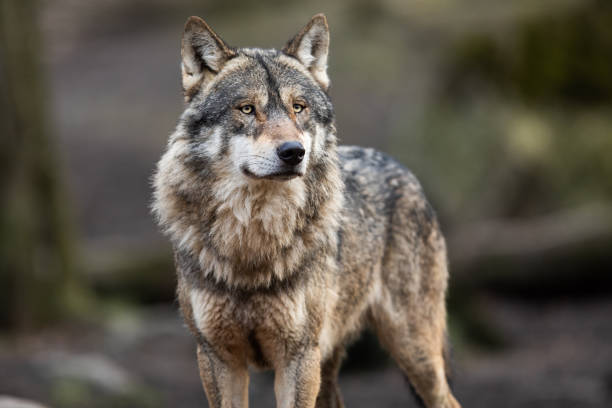 Soñar con lobos. Significado, interpretaciones y más