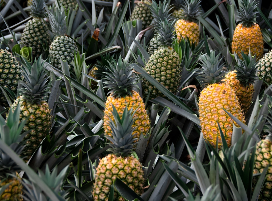 ¿Qué tan bueno es comer piña? Beneficios y contraindicaciones